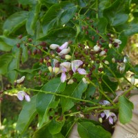 Pongamia pinnata (L.) Pierre